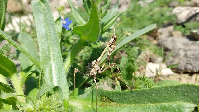 Close-up of a large cone-headed mantis Empusa pennata from Armenia. The insect is a praying mantis, whose tail is like an autumn leaf. An animal similar to a tree branch. Wildlife. An unusual animal.