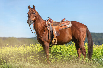 Portrait of a beautiful dark chestnut brown western quarter horse gelding on a meadow in late...