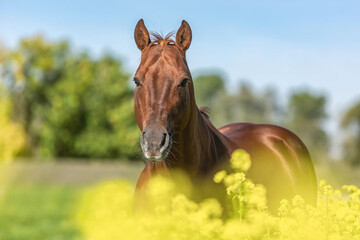 Portrait of a beautiful dark chestnut brown western quarter horse gelding on a meadow in late summer outdoors - obrazy, fototapety, plakaty