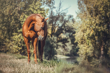 Portrait of a beautiful dark chestnut brown western quarter horse gelding on a meadow in late summer outdoors - obrazy, fototapety, plakaty