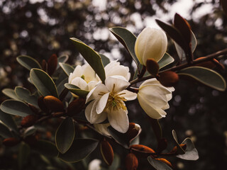 Magnolia flower