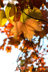 Naklejka na ściany i meble Maple red, orange and and yellow tree leaves on sunny background in autumn. Space for text 