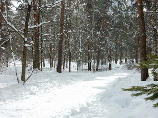 winter snowy sunny forest landscape with pine trees, copy space