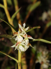 White flowers of Epidendrum sp from Costa Rica