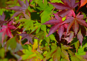 Maple leaves changing color in autumn.