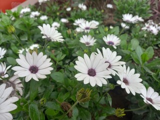 Varied Garden Flowers