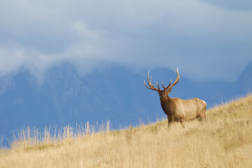 Majestic image of a bull Elk on a grassy ridge with a. backdrop of  mountains shrouded in mist and fog