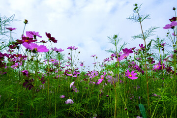 The beautiful wonderful cosmos flower and field.





The beautiful cosmos flower and cosmos flower...
