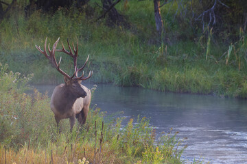 Rocky Mountain Elk with majestic antlers stands by a stream in lush riparian vegetation during the...