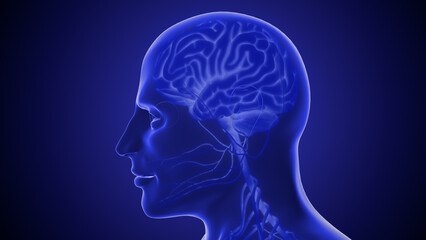 Human nervous system 3D illustration