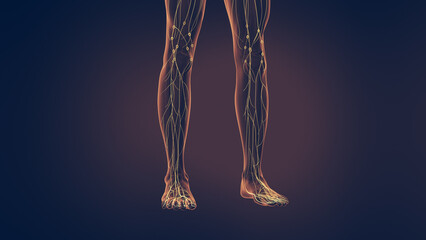 Human lymphatic system 3D illustration