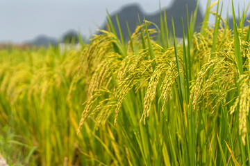 mountain and river and field in Guilin China