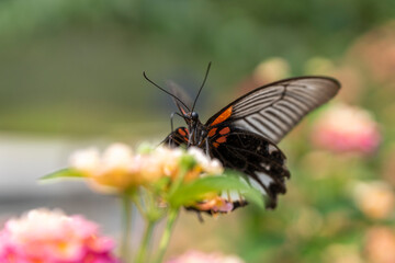 Fototapeta na wymiar black Butterflies in flower