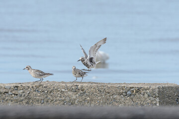 渡り鳥のダイゼン