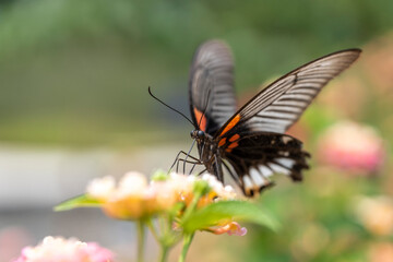 Fototapeta na wymiar black Butterflies in flower