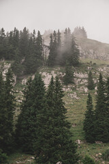 morning in the mountains