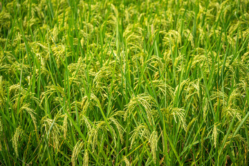 mountain and river and field in Guilin China