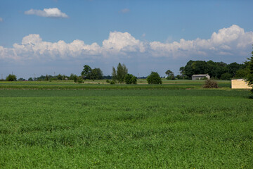 Fototapeta premium A warm day in the countryside, small clouds in the lower sky and on the horizon. Everything palm and green.