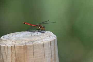 Red dragonfly on a pole