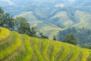Obraz premium Dragon terraced fields in Guilin Guangxi China