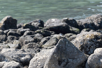 Common sandpiper on a rock
