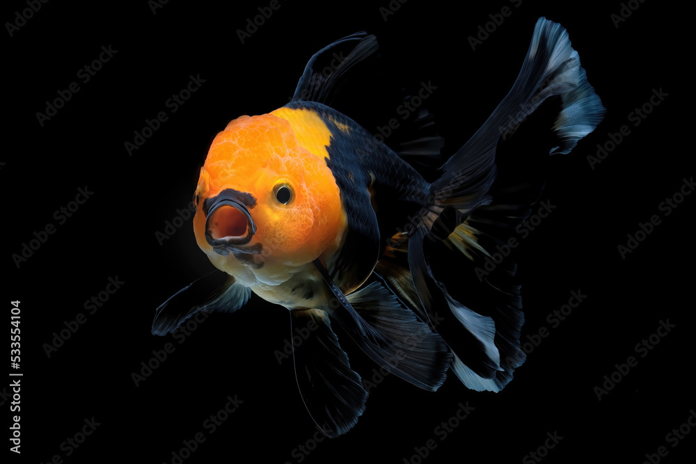 Wall mural goldfish