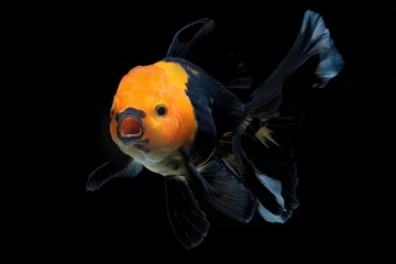 Goldfisch © Riadi