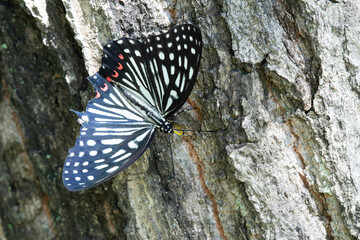 Circe on trunk of konara oak tree