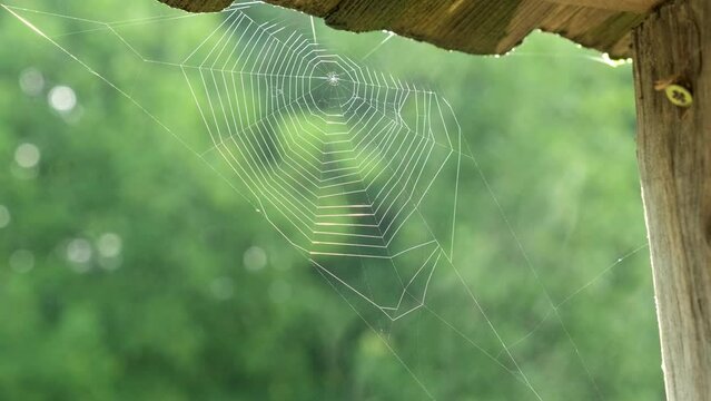 Glowing spider web or cobweb on the corner of the barn on the background of forest early in the morning. Sunrise shines on spiderweb, steam rises after rain. Abandoned house in the woods