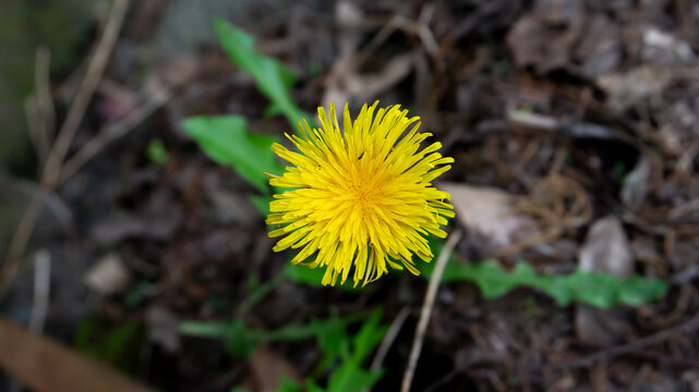 Yellow flower growing in the forest