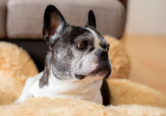 Dog in bed, cute dog 