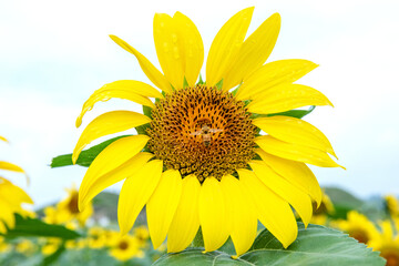 Naklejka premium The beautiful sun flowers and sunflower field.