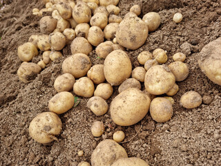 Fresh potatoes on the farm.