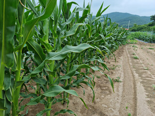 
The field is neatly planted with corn.