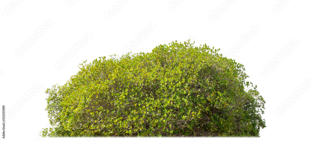 Aufkleber Shrubs isolated on transparent background with clipping path and alpha channel