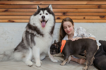 Cute dogs are lying on the ground while a girl touches him.