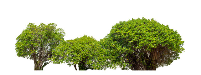 Green trees isolated on transparent background with clipping path, single tree with clipping path...