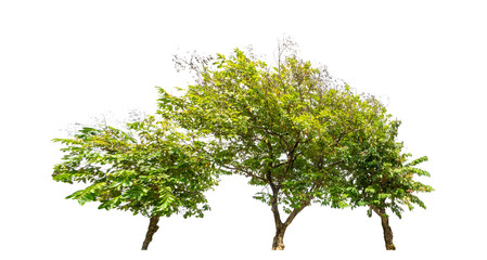 Trees on transparent picture background with clipping path, single tree with clipping path and...