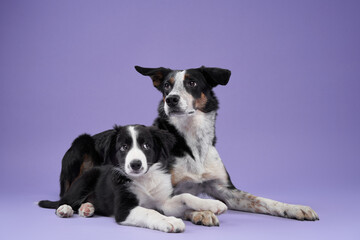 funny puppy and adult dog on purple background. Border collie dog with funny muzzle, emotion
