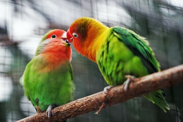 Fototapeta na wymiar Two couple bird kissing seen.