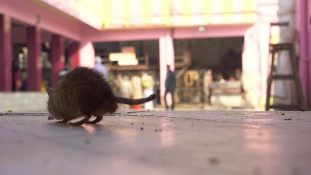 Rats searching for food in mata temple