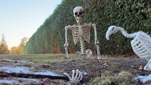 The skeleton sits on the grave and looks at the outstretched hand from the ground next to it sits the skeleton of the vulture bird this video is good for Halloween Meeting of skeletons in cemetery