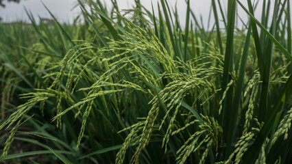 Fototapeta premium expanse of green rice fields located in the border of tangerang.