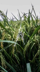 expanse of green rice fields located in the border of tangerang.