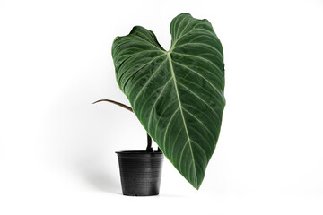 Philodendron Splendid plant in black plastic pot with isolated white background. © JCM