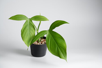 Obraz na płótnie Canvas Philodendron Camposportoanum plant in black plastic pot isolated with white background