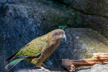 kea