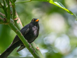 a blackbird