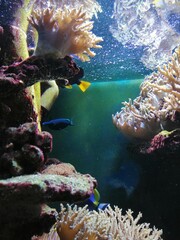 coral reef and fishes