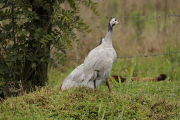 grey crowned crane